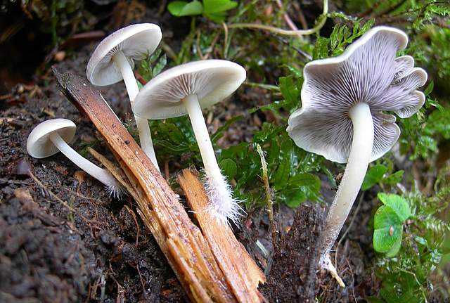 Funghi nella nebbia